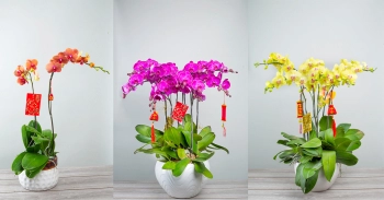 Đặt hoa lan hồ điệp tại Huyện An Phú, tỉnh An Giang - XinhTuoi.Online - belovedbeyond.com