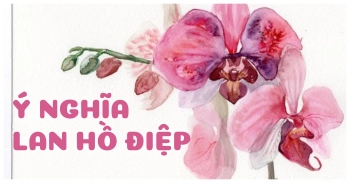 Ý nghĩa Lan hồ điệp  - belovedbeyond.com