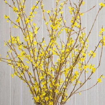 Mai Mỹ - Forsythia  - belovedbeyond.com