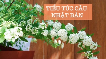 Tiểu cầu túc Nhật Bản - Spiraea  - belovedbeyond.com