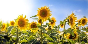 Ý nghĩa hoa hướng dương trong cuộc sống. - belovedbeyond.com