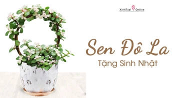 HOA SEN ĐÔ LA TẶNG SINH NHẬT - belovedbeyond.com