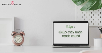 5 TIPS GIÚP CÂY XANH NỘI THẤT LUÔN XANH MƯỢT - belovedbeyond.com