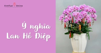 LAN HỒ ĐIỆP - LOÀI HOA MANG VẺ ĐẸP SANG TRỌNG, QUÝ PHÁI - belovedbeyond.com