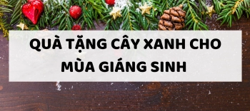 QUÀ TẶNG CÂY XANH CHO MÙA GIÁNG SINH  - belovedbeyond.com