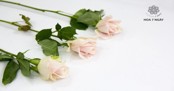 Hồng phấn - belovedbeyond.com