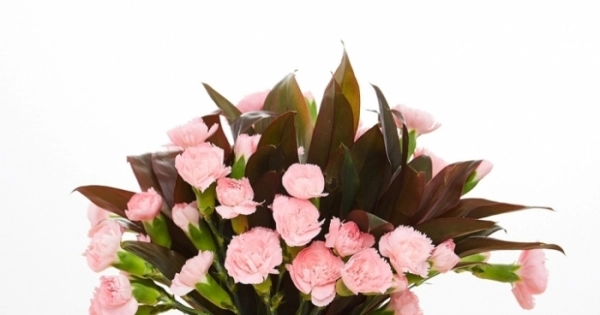 Tươi hồng tình thắm - belovedbeyond.com