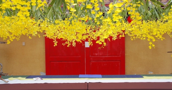 LAN VŨ NỮ ĐÓN XUÂN - QUÀ TẾT 2019 - HOA 7 NGÀY - belovedbeyond.com