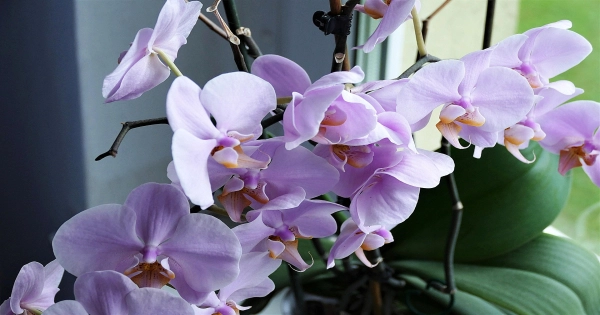 Khám phá 3 cách giữ hoa lan tươi lâu cùng Hoa 7 Ngày - belovedbeyond.com