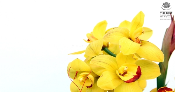 Hoa 7 Ngày - dịch vụ giao hoa tận nơi - belovedbeyond.com
