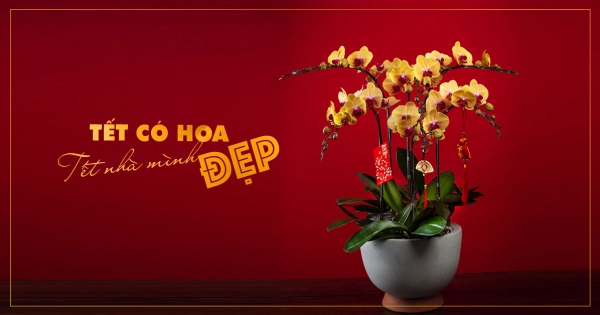 LAN HỒ ĐIỆP ĐÓN TẾT 2020 - belovedbeyond.com