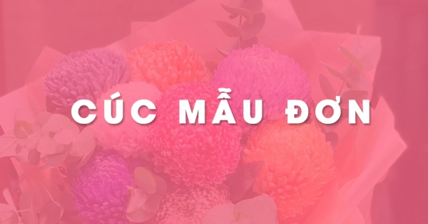 Hoa cúc mẫu đơn - bông to - nhiều màu sắc - độ bền cao - belovedbeyond.com