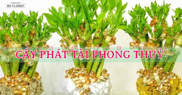 Cây Phát tài mang ý nghĩa phong thuỷ - belovedbeyond.com