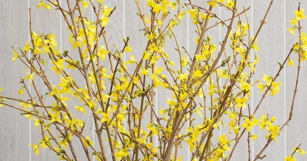 Mai Mỹ - Forsythia - belovedbeyond.com