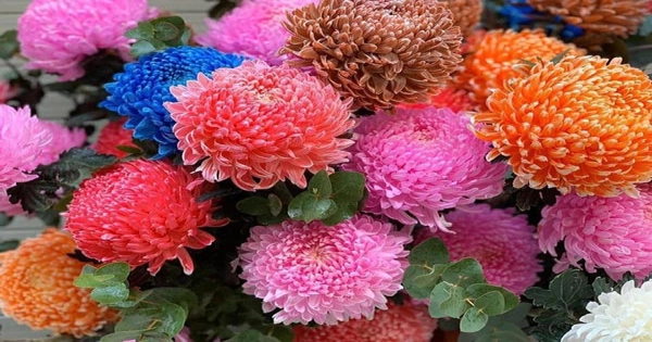 Cúc mẫu đơn - Loài hoa mang nhiều ý nghĩa. - belovedbeyond.com