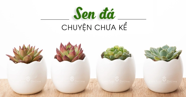 CÁCH CHĂM SÓC SEN ĐÁ CỰC ĐƠN GIẢN - belovedbeyond.com