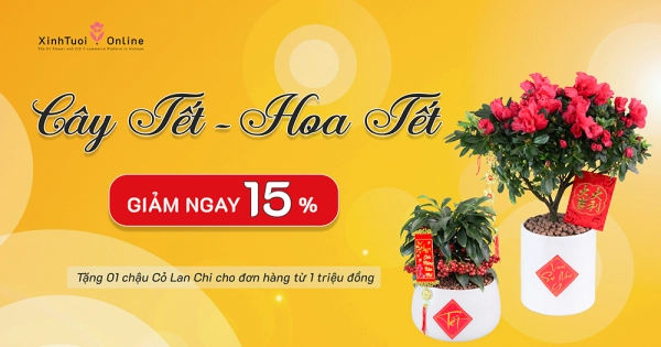 GIẢM GIÁ 15% CÂY TẾT & HOA TẾT - belovedbeyond.com