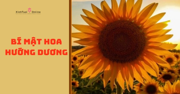 BÍ MẬT HOA CHÚC MỪNG HƯỚNG DƯƠNG - belovedbeyond.com