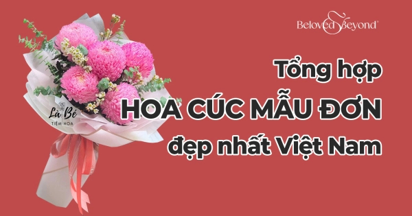 TỔNG HỢP NHỮNG MẪU HOA CÚC MẪU ĐƠN ĐẸP NHẤT VIỆT NAM - belovedbeyond.com