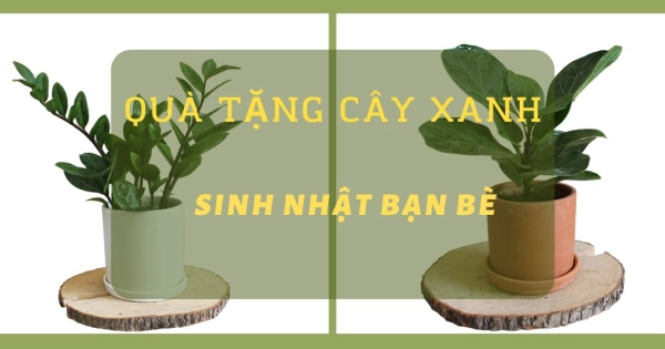 Tổng hợp 5 quà tặng cây xanh dịp sinh nhật bạn bè ý nghĩa - belovedbeyond.com