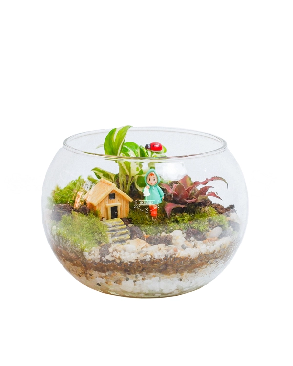 Cây Xanh Chậu Để Bàn  Của 9X Garden Tại Hồ Chí Minh  - D614856 - belovedbeyond.com