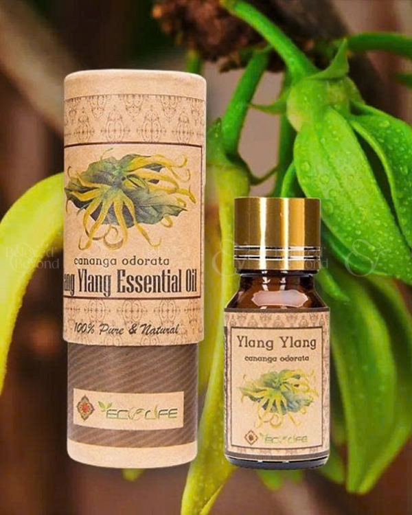 Tinh Dầu Ngọc Lan Tây – Ylang Ylang Essential Oil - belovedbeyond.com