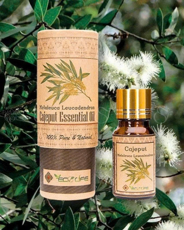 Tinh Dầu Tràm Gió – Cajeput Essential Oil - belovedbeyond.com