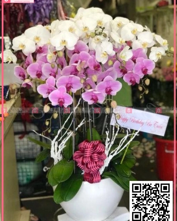 Xuân Về - belovedbeyond.com
