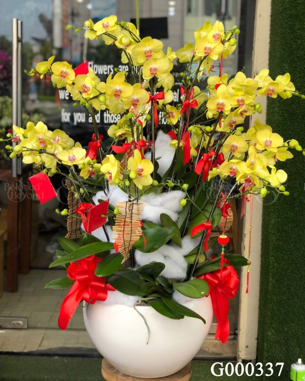 G000337 - belovedbeyond.com