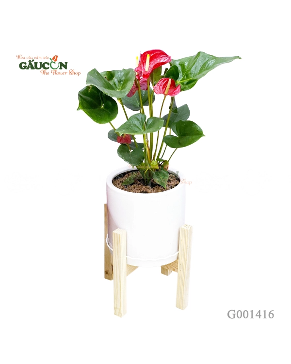 Cây Môn Đỏ 70Cm - belovedbeyond.com