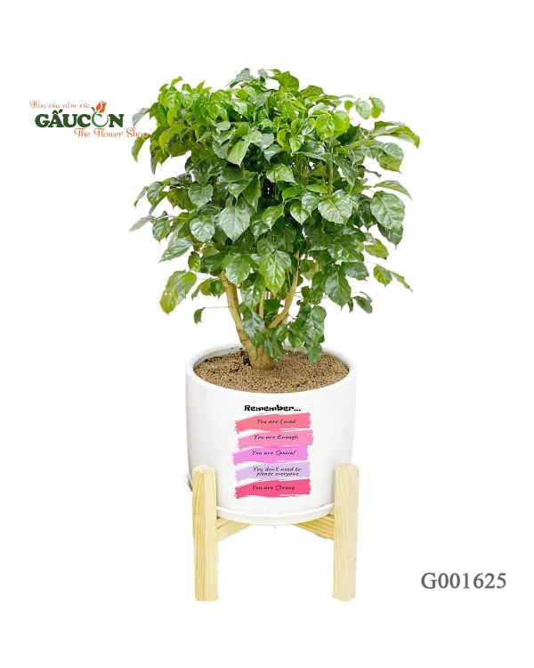 Combo Hạnh Phúc G001625 - belovedbeyond.com