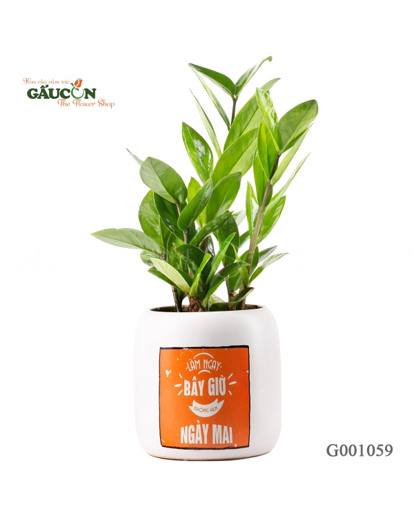 Kim Tiền Chậu Design - belovedbeyond.com