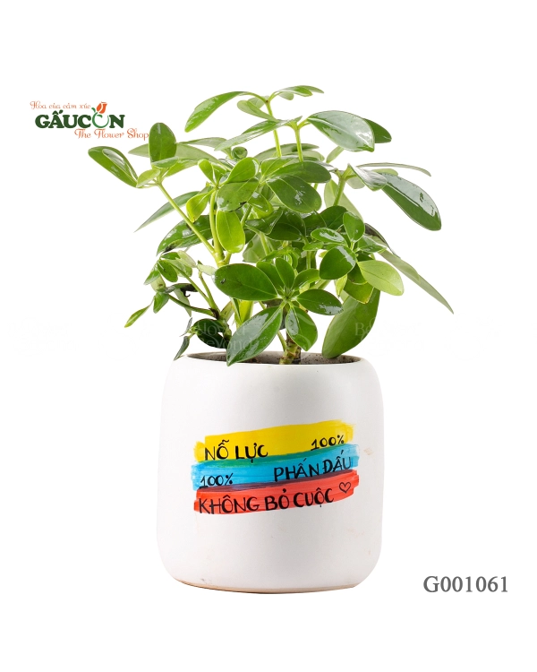 Ngũ Gia Bì Design - belovedbeyond.com