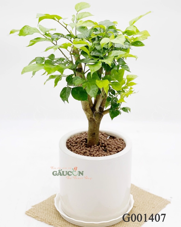 Cây Hạnh Phúc 32Cm - belovedbeyond.com