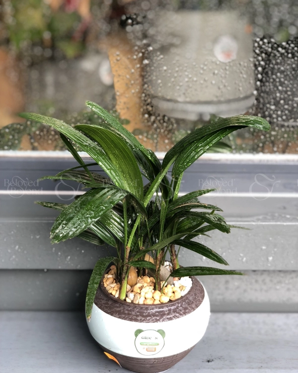 Cây Xanh Văn Phòng - belovedbeyond.com
