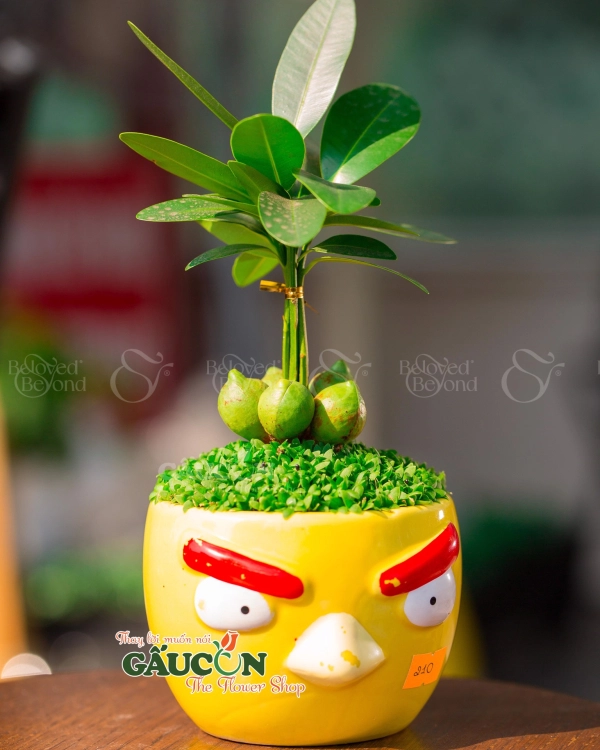 Cây Xanh Văn Phòng - belovedbeyond.com