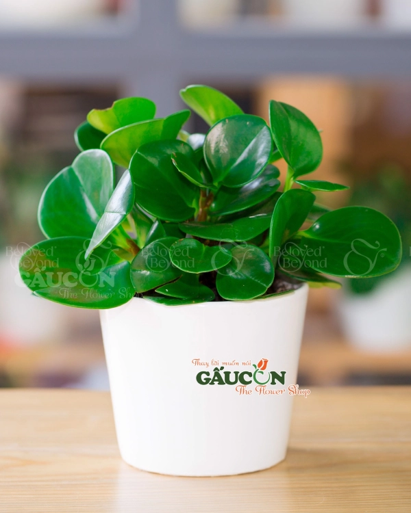 Cây Xanh Văn Phòng - belovedbeyond.com