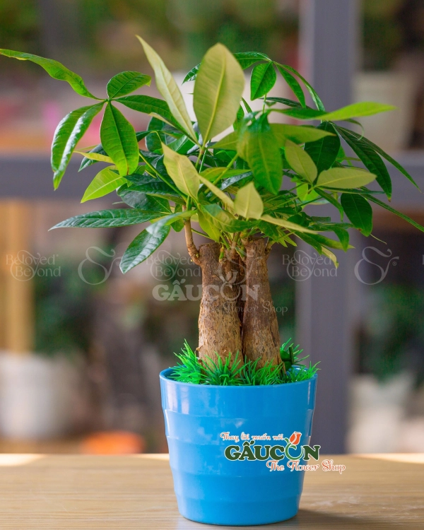 Cây Xanh Văn Phòng - belovedbeyond.com