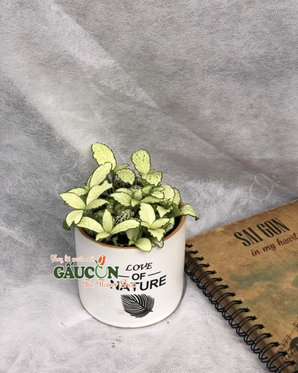 Cây Xanh Văn Phòng - belovedbeyond.com