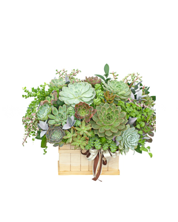 Hoa Sen Đá 5 - belovedbeyond.com
