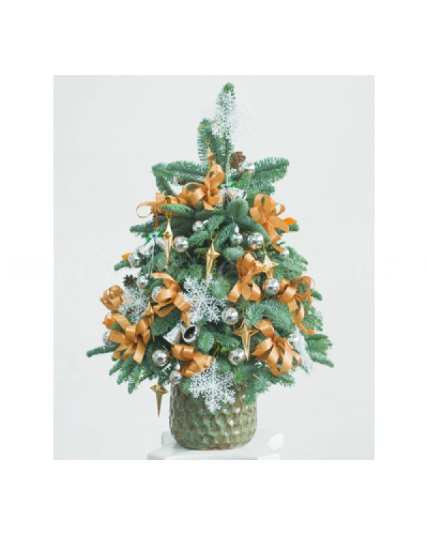Thông Tươi Noel 80Cm 08 - belovedbeyond.com