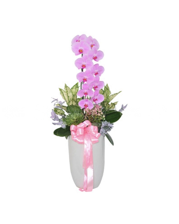Premium Orchid 01 - belovedbeyond.com