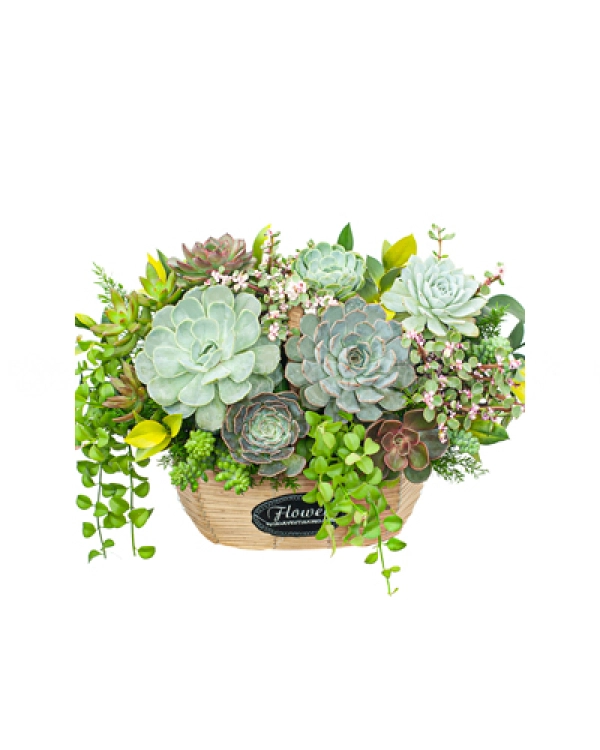 Hoa Sen Đá 7 - belovedbeyond.com