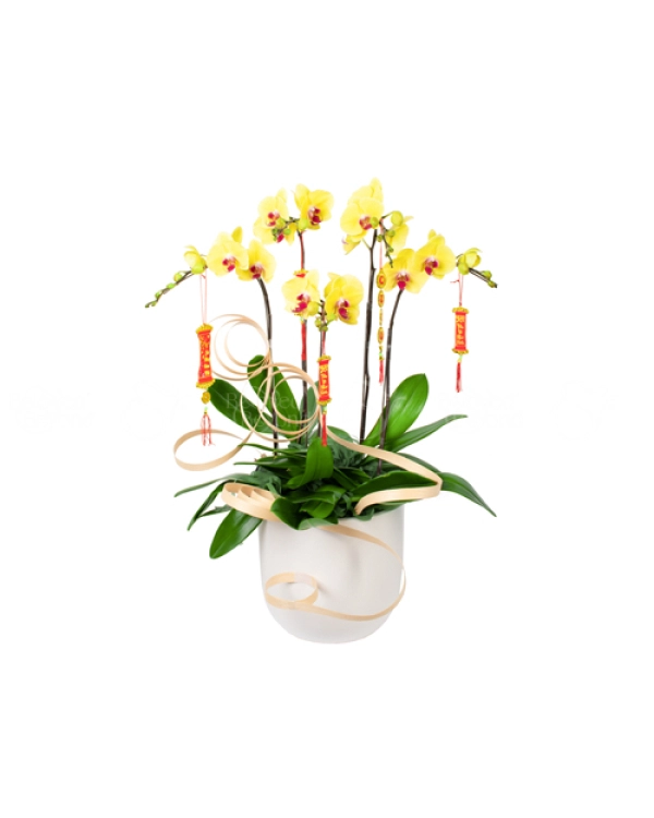 Cánh Én Sắc Xuân - belovedbeyond.com