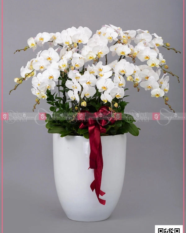Khai Xuân - belovedbeyond.com