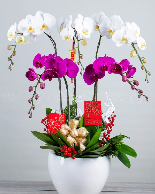 Song Hỷ - Lan Tết 2023 (5 Cành) - belovedbeyond.com