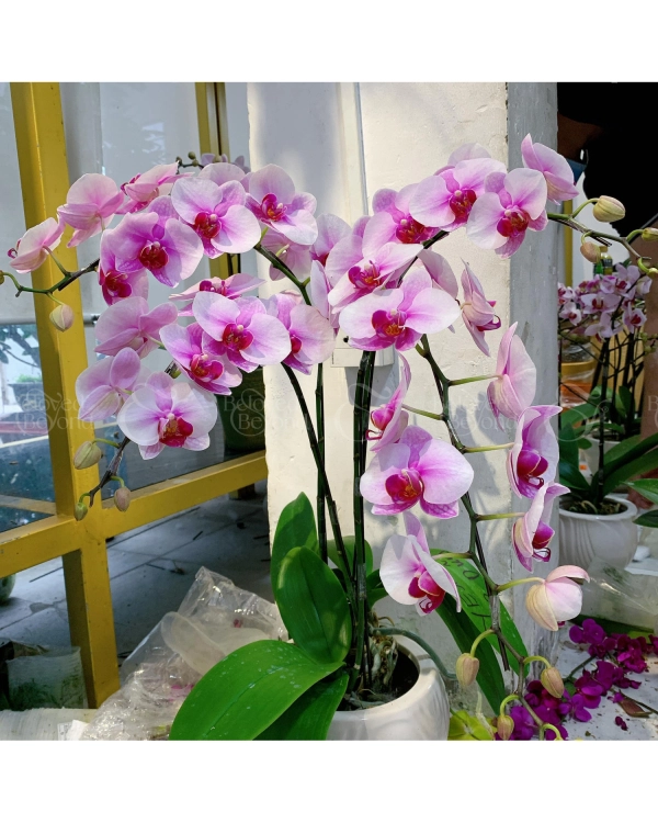 Hoa Lan Hồ Điệp Tết 2023 (04 Cành - Tím Trắng) - belovedbeyond.com