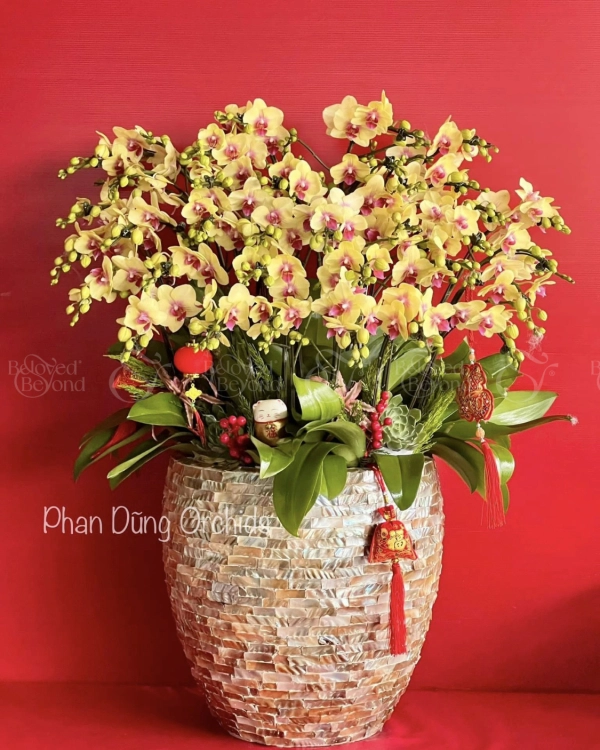 Tấn Lộc 02 - Lan Tết 2023 (30 Cành) - belovedbeyond.com