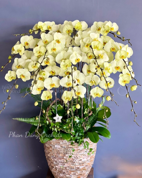 Tấn Tài 04 - Lan Tết 2023 (14 Cành) - belovedbeyond.com