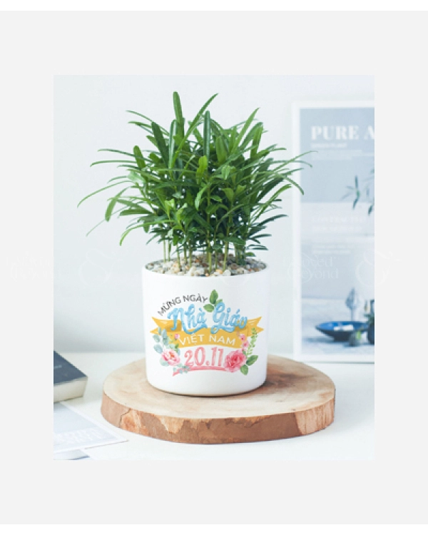 Chậu Tùng La Hán 20-11 - belovedbeyond.com